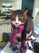 Toby_Scarf_2013-09-01